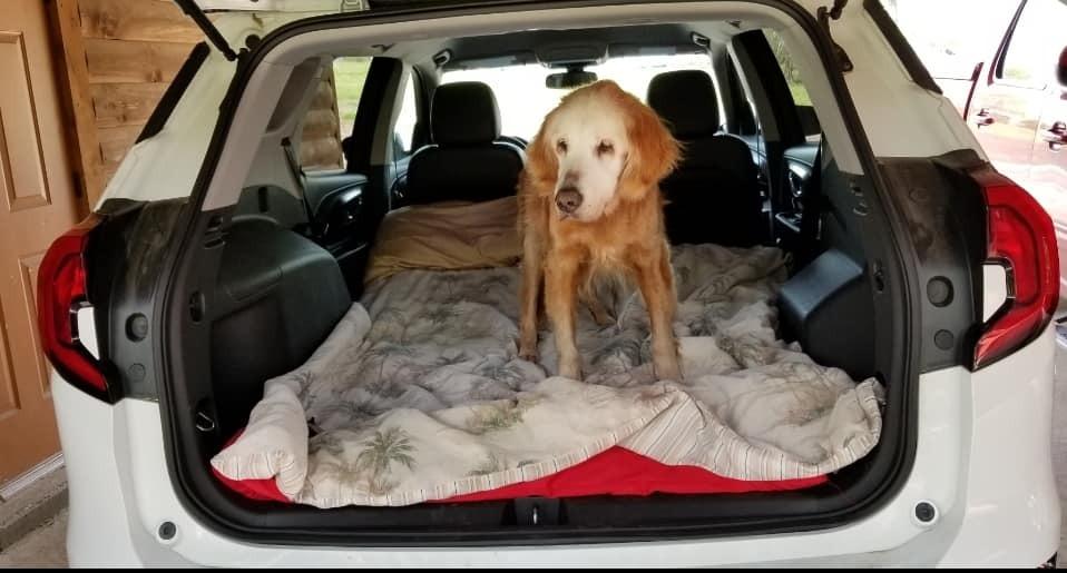 augie in a car