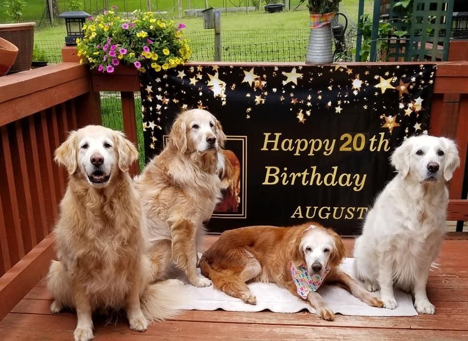 augie the oldest retriever ever