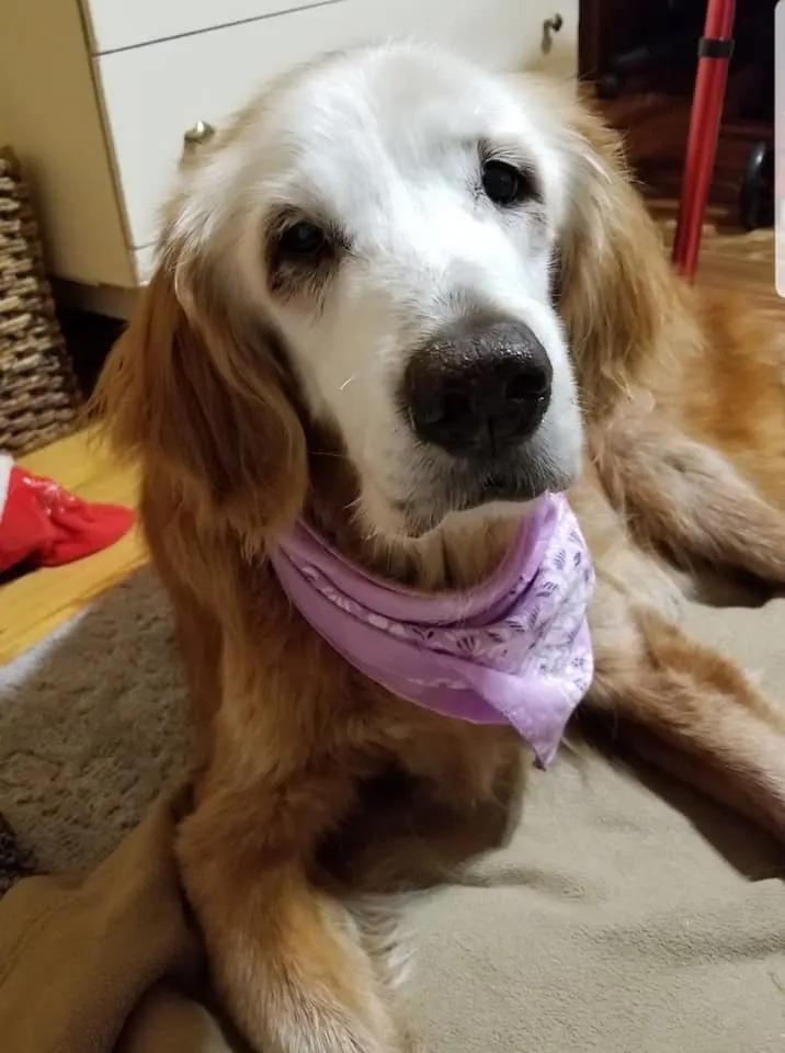 augie with a bandana