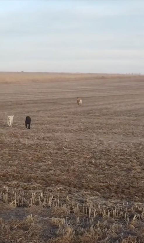 bo running with his two friends