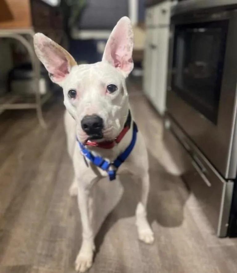 boomer in the kitchen