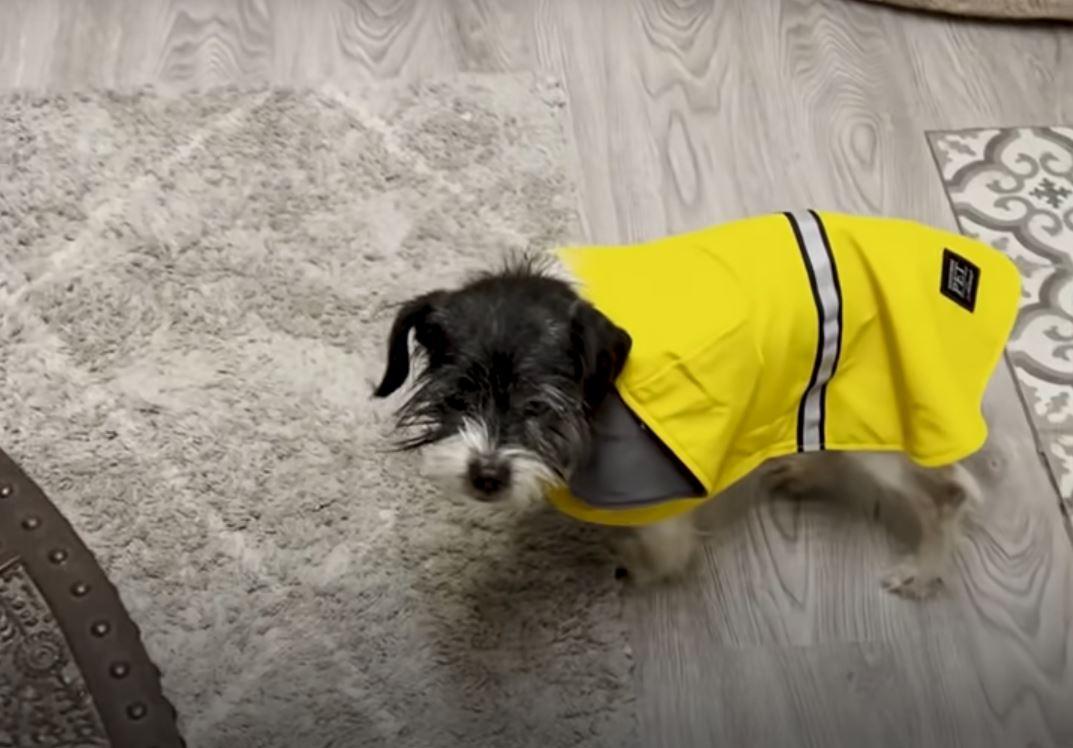 bruno in a yellow jacket