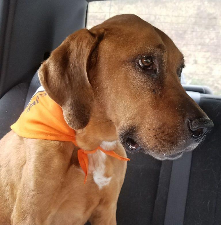 cali sitting in the car