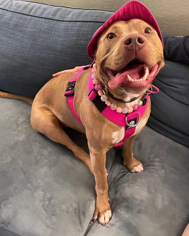 cute pittie with a hat