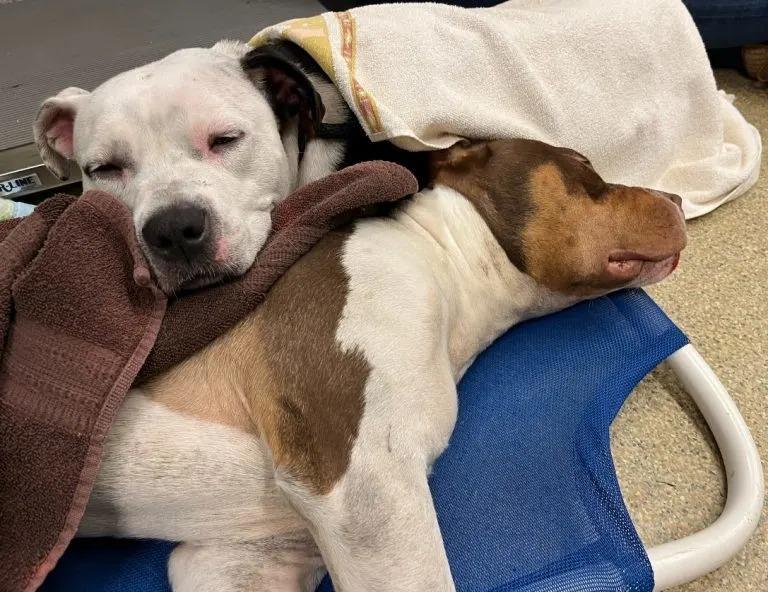 dog cuddling with her best friend