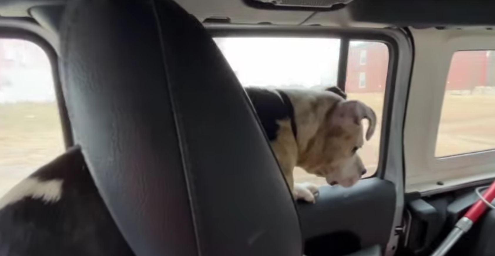 dog in car