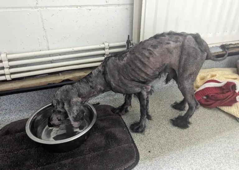 dog in very poor condition drinking