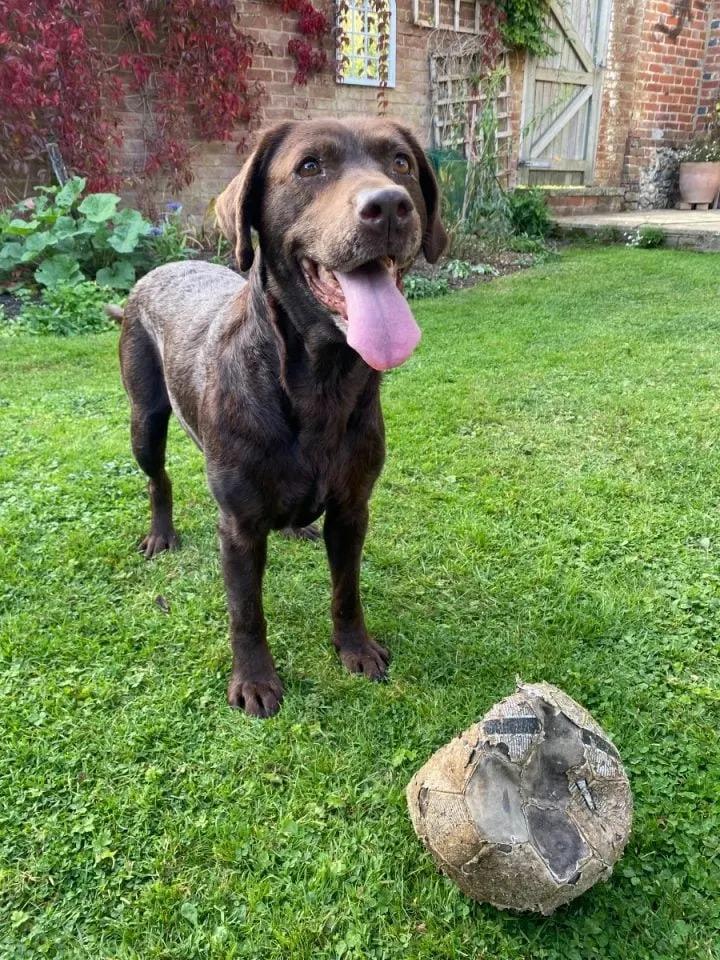 dog with a football