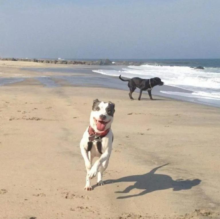 dogs running on the beach