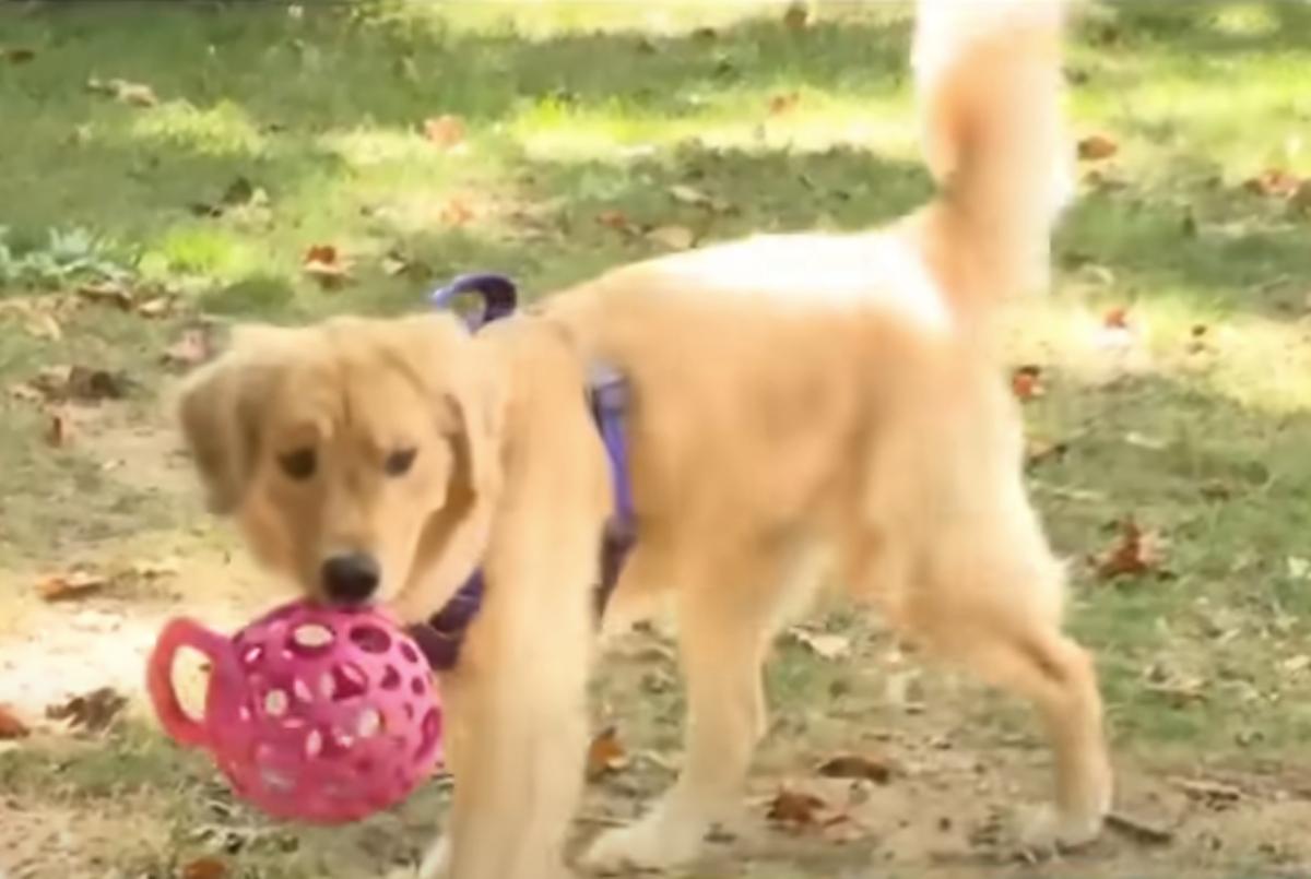 emmy playing with a ball in a park