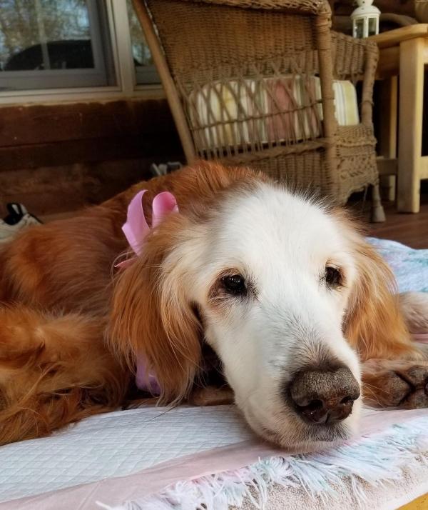 farewell to augie the golden retriever