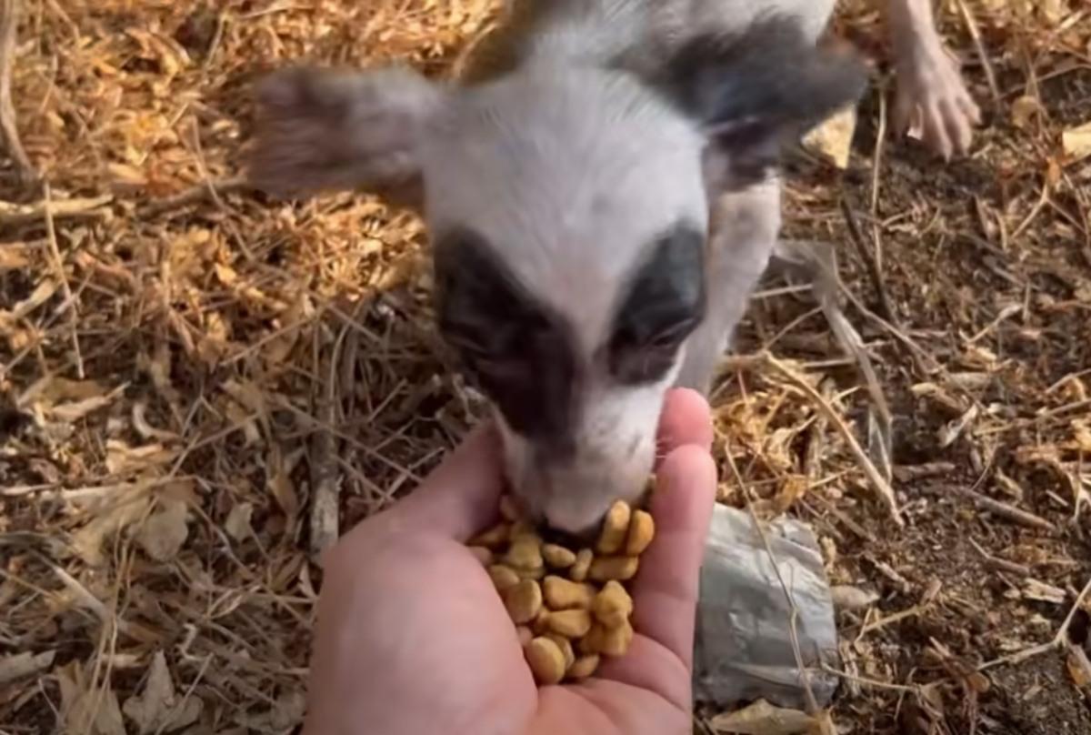 feeding the pup