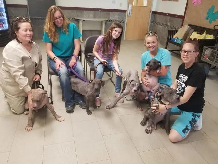 five puppies on a leash