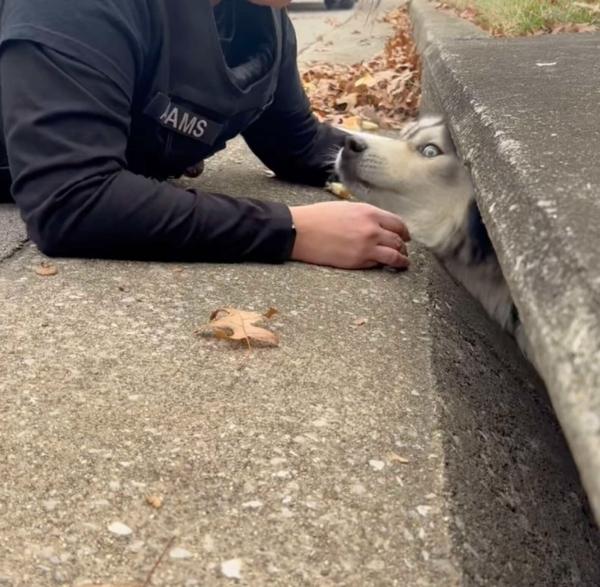 getting the husky out the sewer