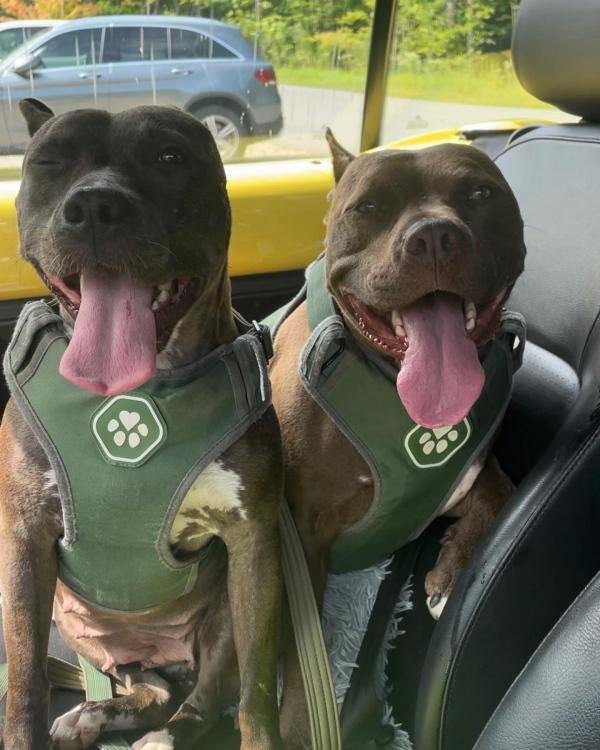 happy pits in the car