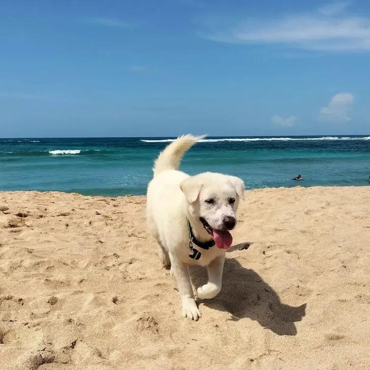 homer on the beach