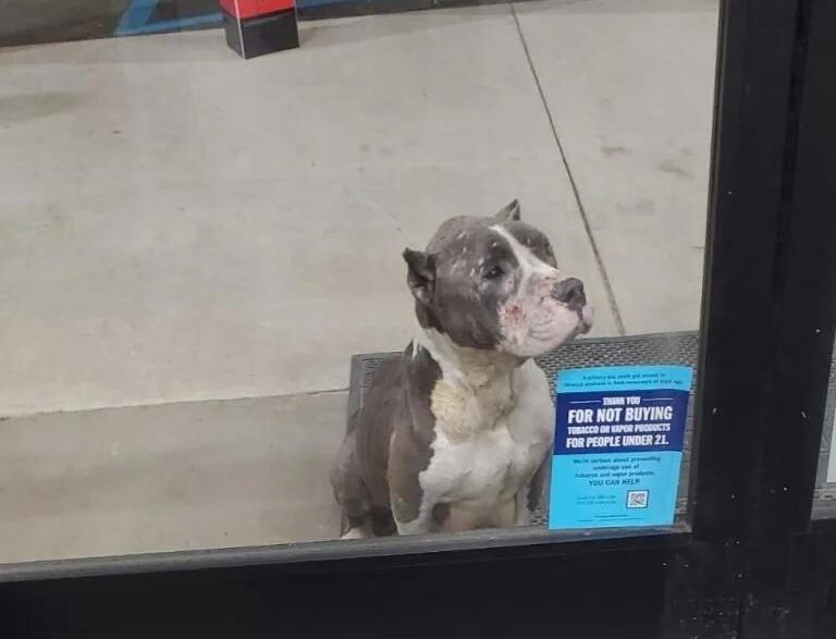 izzy begs for help at the store