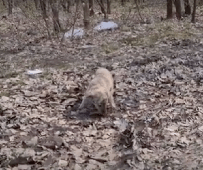 pup eating leaves