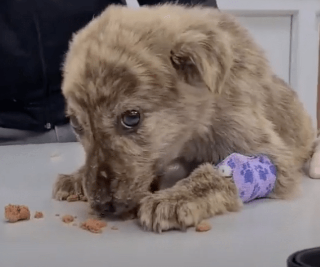 pup getting food