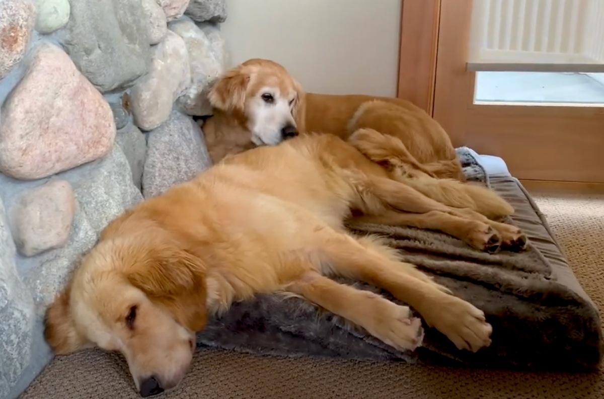 juliette on the couch with her new friend