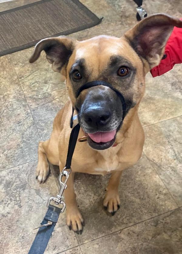 kylie on leash waiting to be adopted