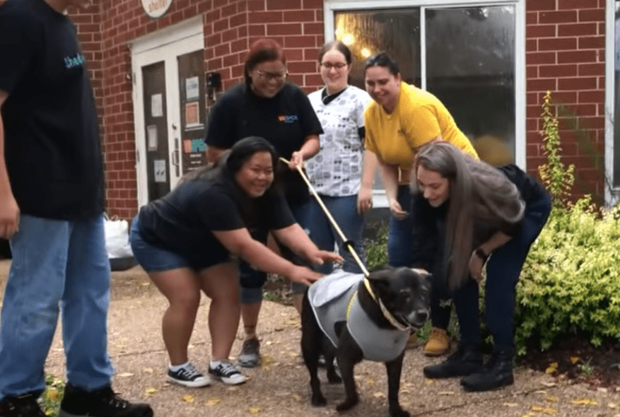 ladybird and the rescue team