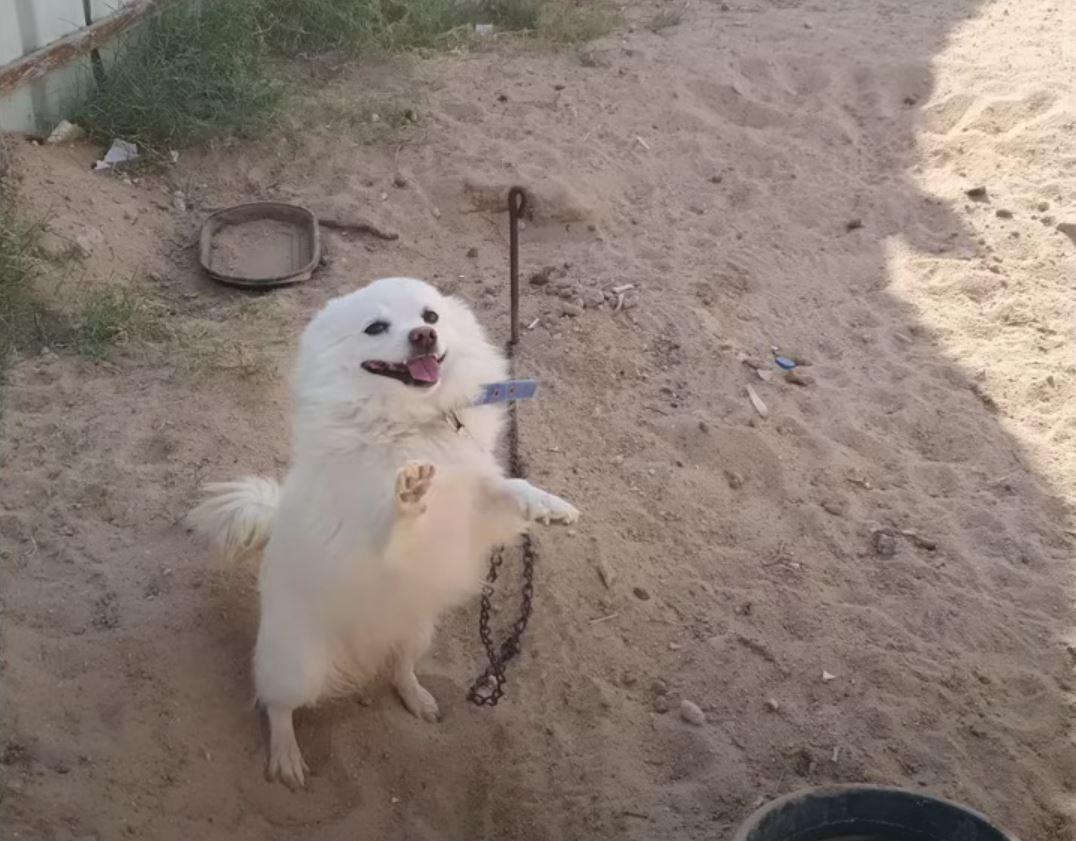 lucy with paws raised