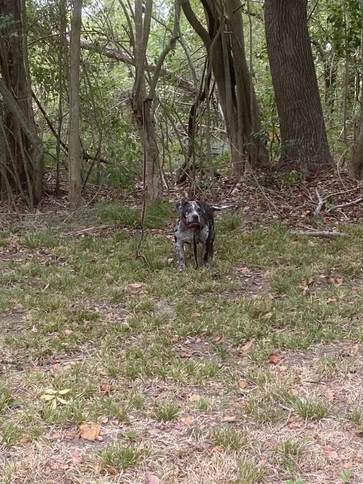 magnolia tied up in the woods