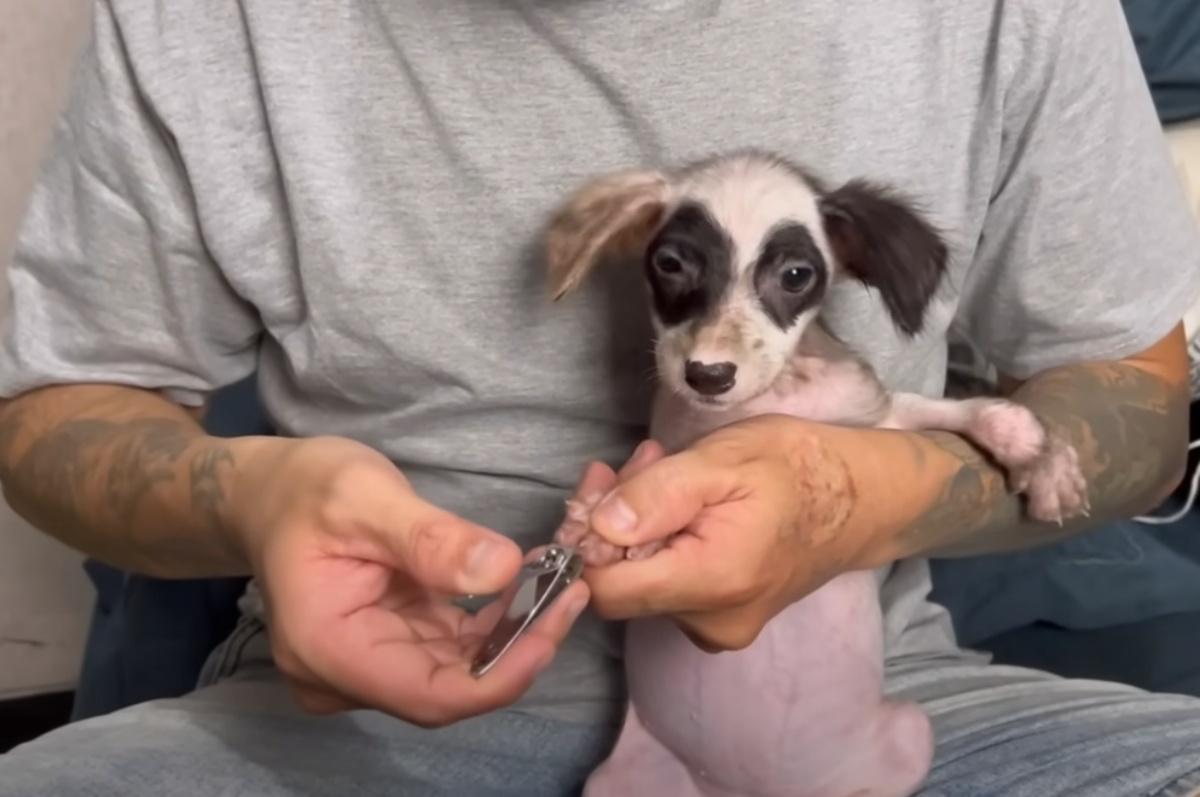 man taking care of his dog nails