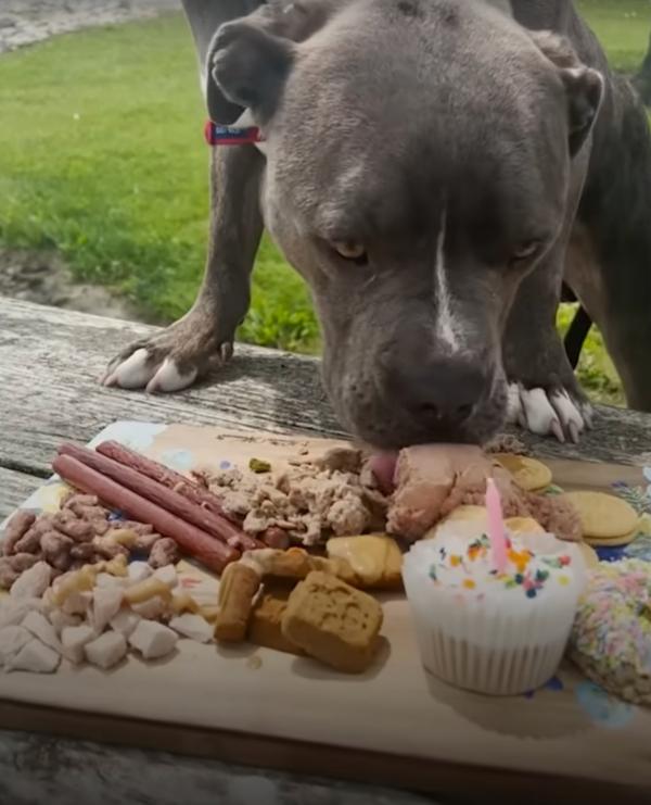 niko eating his birthday cake and treats