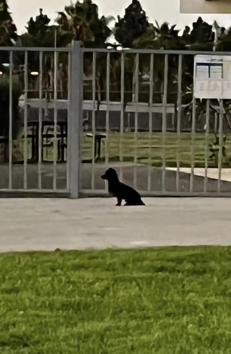 petey near a fence