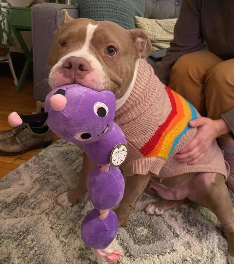 petunia with her toy