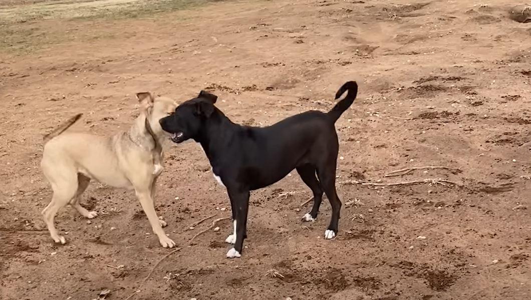 pittie meets up with a friend