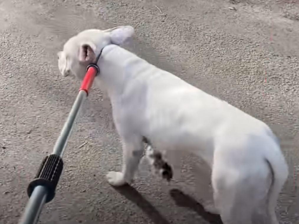 pittie on a leash