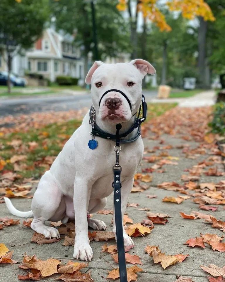 pittie on a sidewalk