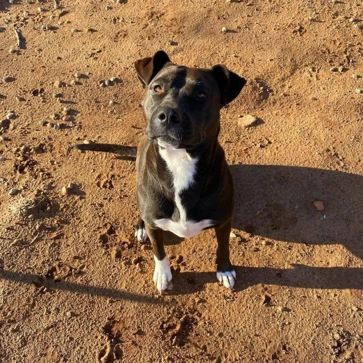 pittie sitting