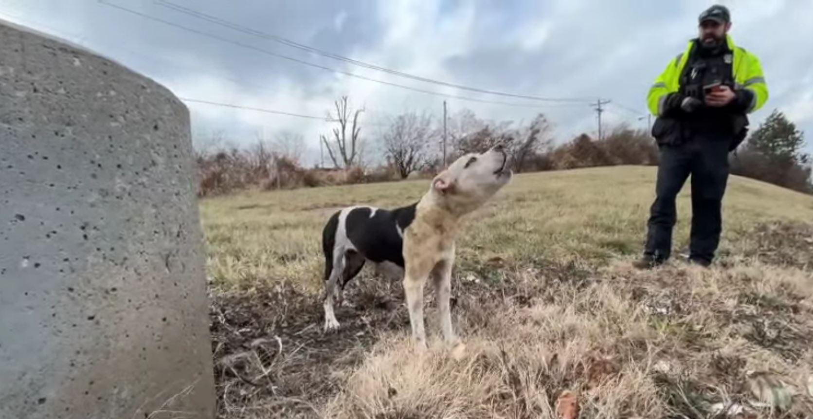 poor dog abandoned and barking