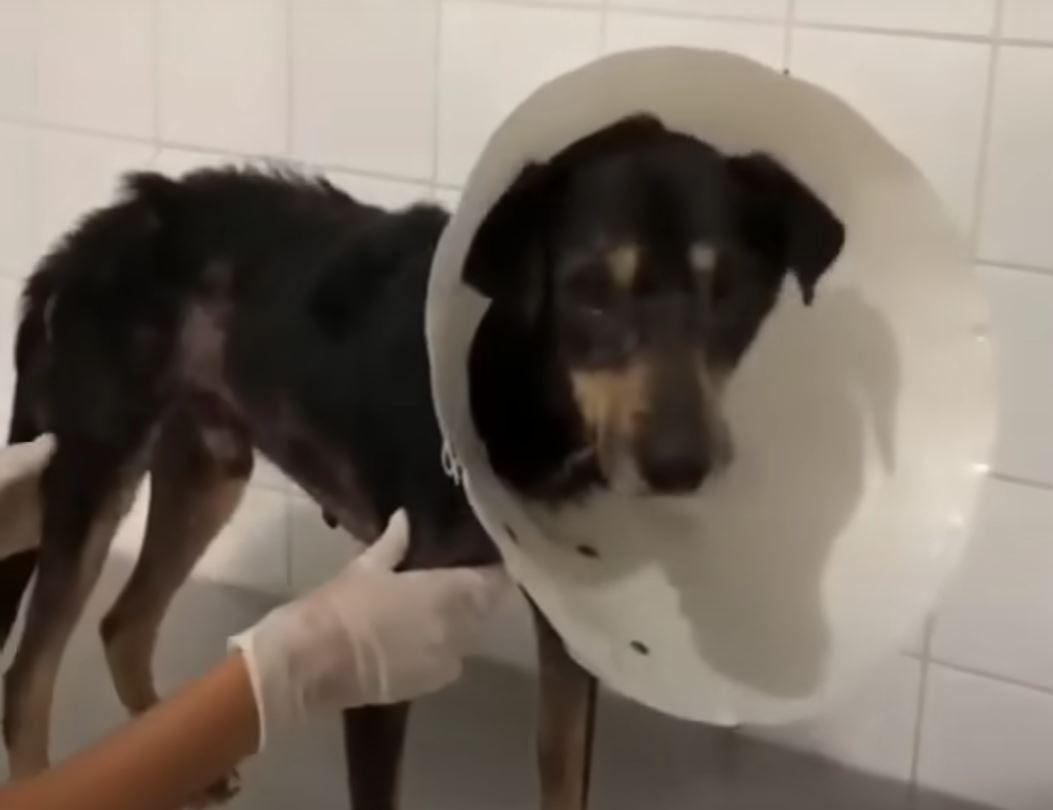 poor dog at the vet