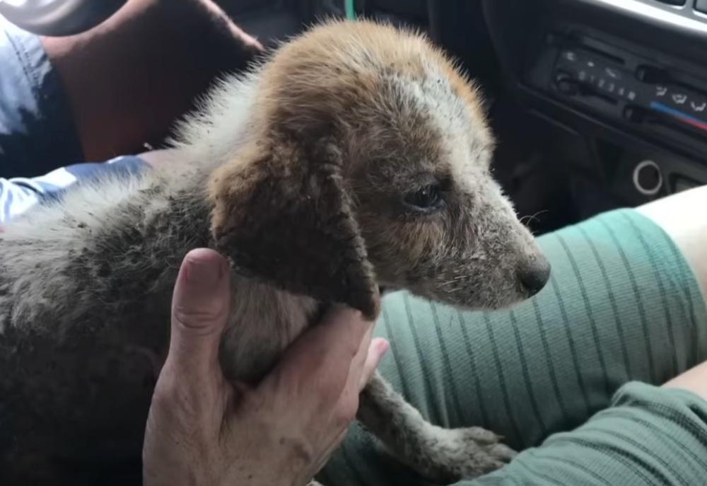 pup rescued from the streets in the car