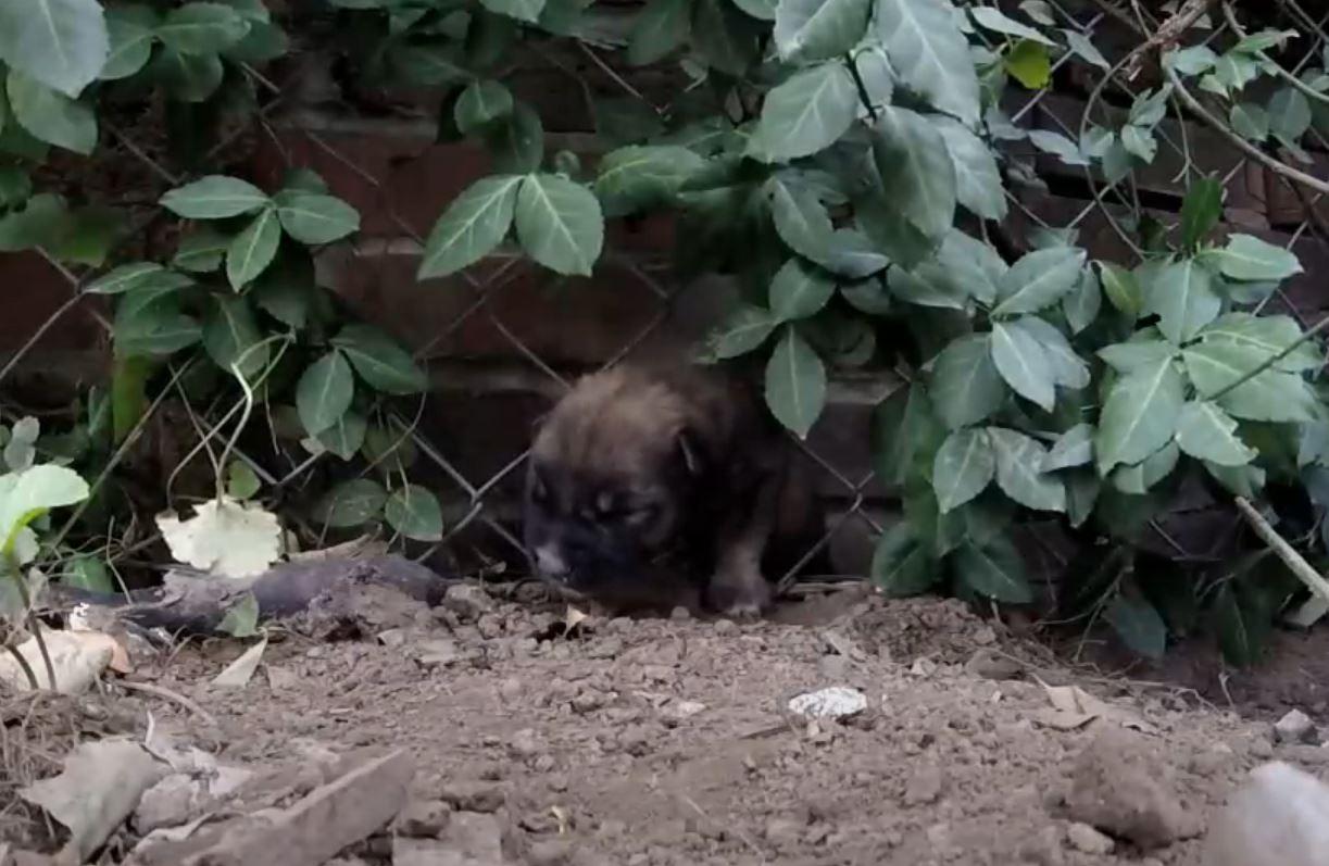 pup stuck in fence