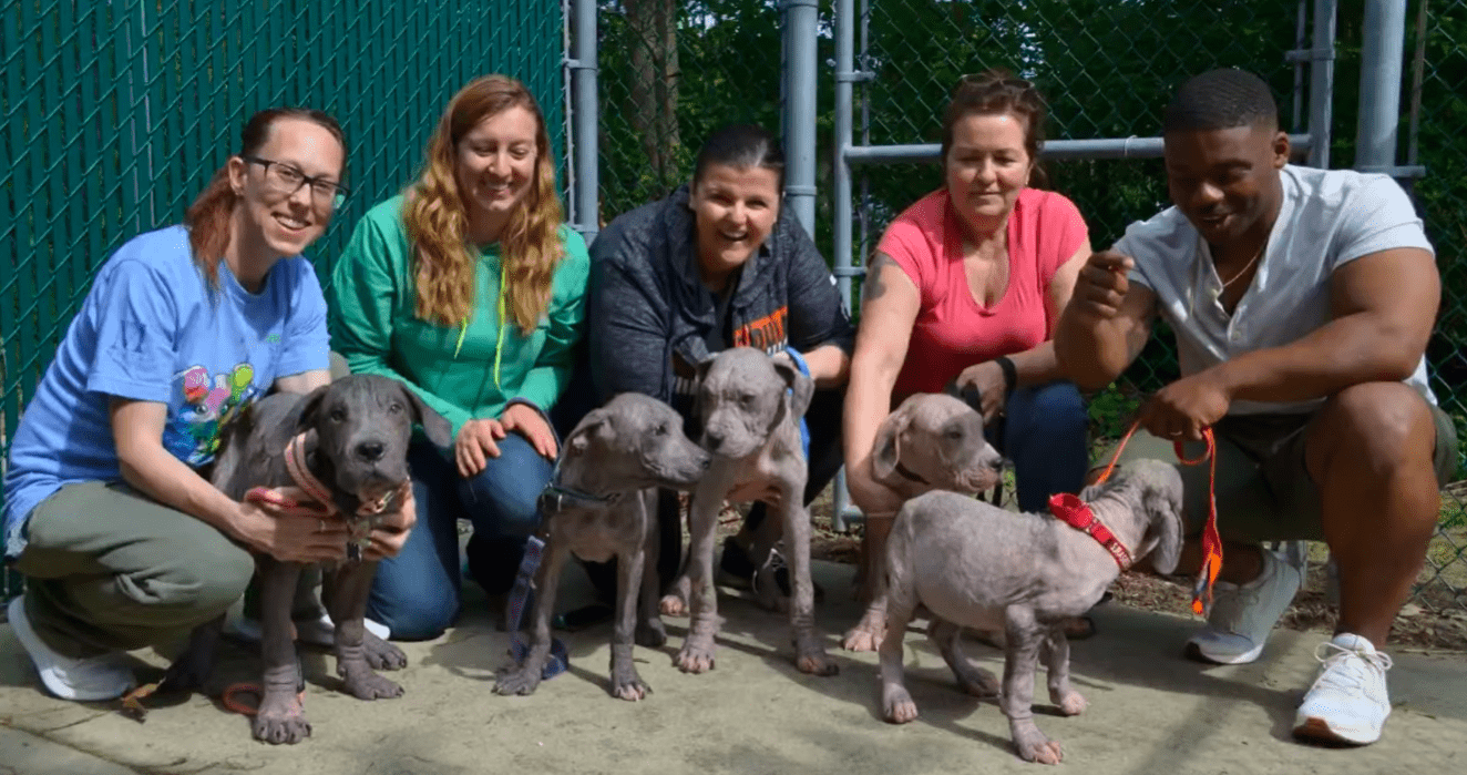 puppies and rescue team