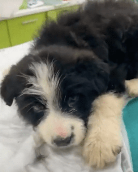 puppy at the vet