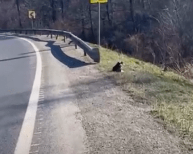 puppy by the roadside