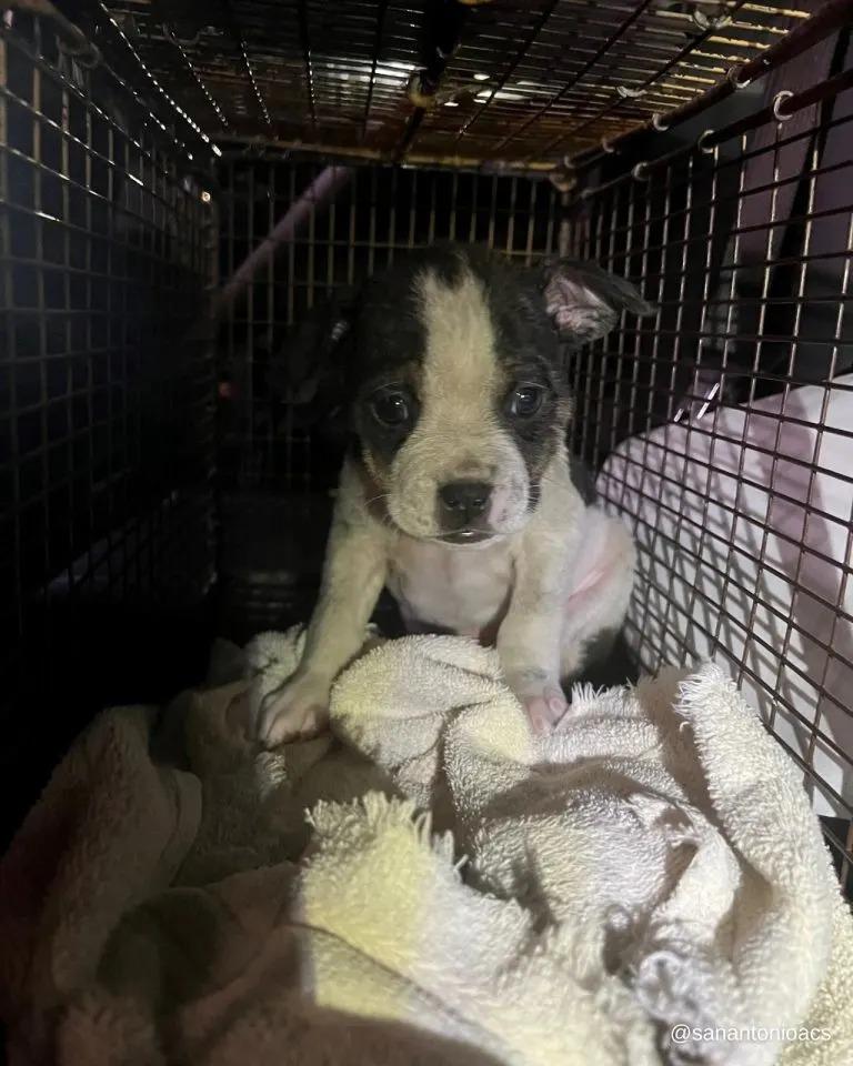 puppy in a cage