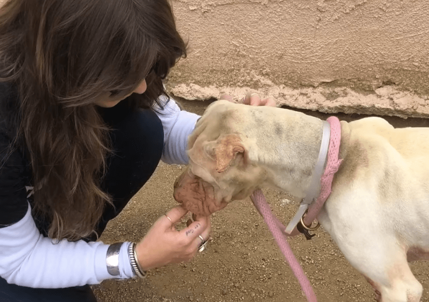 scared dog getting help