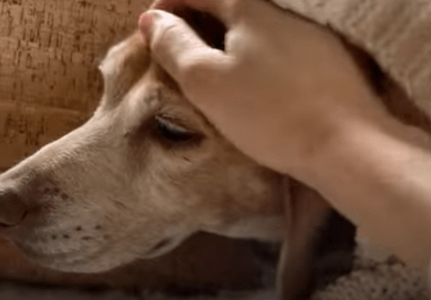 senior beagle getting pet