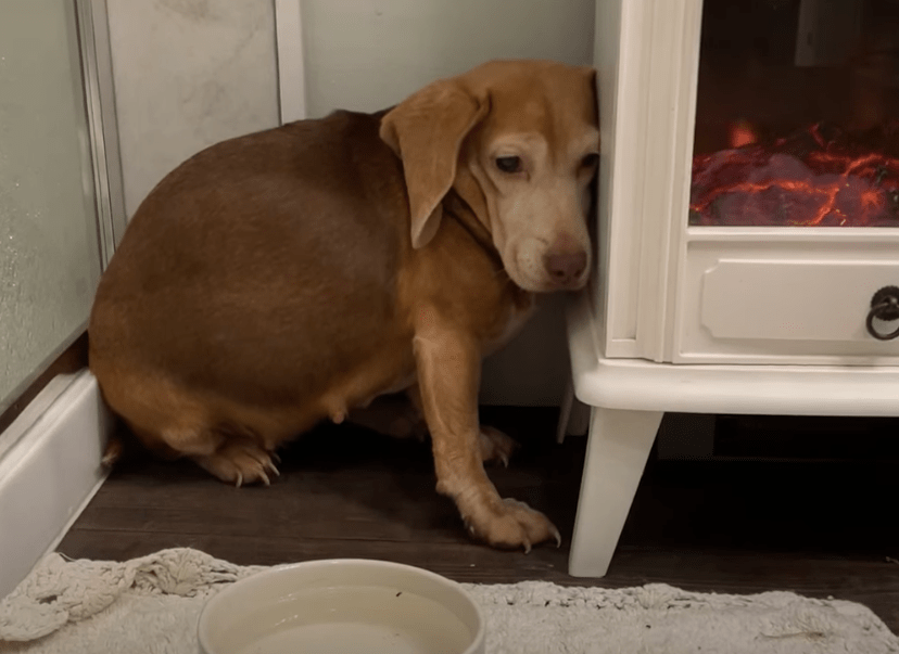 senior beagle in the corner of a room