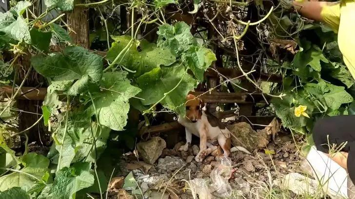 stray dog amidst leaves