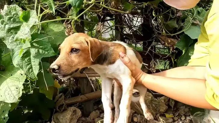 stray dog is saved