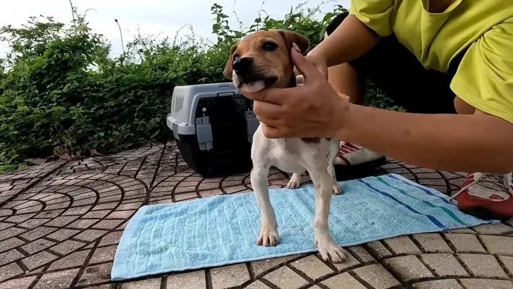 stray dog likes her rescuers